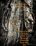 Click image for larger version. 

Name:	Tree trunk noted.jpeg 
Views:	24 
Size:	116.4 KB 
ID:	227899
