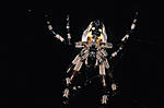 Click image for larger version. 

Name:	Spider backside.jpg 
Views:	45 
Size:	84.5 KB 
ID:	125274
