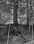 Click image for larger version. 

Name:	Pine tree roots 10-23.jpg 
Views:	78 
Size:	118.0 KB 
ID:	242981