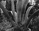 Click image for larger version. 

Name:	Agave_gardencoloroutputdpi.jpg 
Views:	42 
Size:	50.2 KB 
ID:	164278