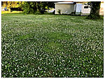 Click image for larger version. 

Name:	LFPFClover Lawn.jpg 
Views:	32 
Size:	207.0 KB 
ID:	228192