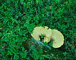 Click image for larger version. 

Name:	Tree Mushrooms and Henbit (3)_00001RPF4521DS.jpg 
Views:	71 
Size:	121.8 KB 
ID:	210799