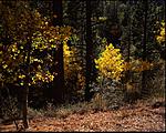Click image for larger version. 

Name:	Lundy Canyon Velvia 50 2015 (2).jpg 
Views:	148 
Size:	122.6 KB 
ID:	142131