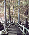 Click image for larger version. 

Name:	Reelfoot-L581.jpg 
Views:	100 
Size:	168.0 KB 
ID:	142192