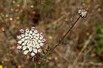 Click image for larger version. 

Name:	Pink & White bloom.jpg 
Views:	20 
Size:	42.9 KB 
ID:	221766