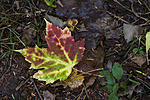 Fall_Leaves-2014-3.jpg