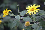 Click image for larger version. 

Name:	Yellow flowers.jpg 
Views:	15 
Size:	40.4 KB 
ID:	222038