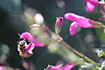 Click image for larger version. 

Name:	Bee at work.jpg 
Views:	12 
Size:	34.1 KB 
ID:	222157