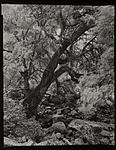 CascadeOak11x14.jpg