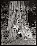 WS3Boys, Redwoods.jpg