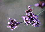 Click image for larger version. 

Name:	Small blooms.jpg 
Views:	11 
Size:	35.1 KB 
ID:	222159