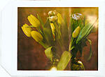 Click image for larger version. 

Name:	tulips_pola58_0003-2.jpg 
Views:	105 
Size:	52.9 KB 
ID:	70388