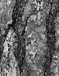 Click image for larger version. 

Name:	Ponderosa bark.jpg 
Views:	93 
Size:	179.1 KB 
ID:	213458