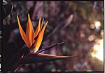Click image for larger version. 

Name:	Bird of paradise Agfa002.jpg 
Views:	39 
Size:	34.7 KB 
ID:	225270