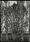 Click image for larger version. 

Name:	treepoplar.jpg 
Views:	142 
Size:	130.0 KB 
ID:	73988