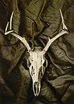 Click image for larger version. 

Name:	deer skull.jpg 
Views:	43 
Size:	46.4 KB 
ID:	178390