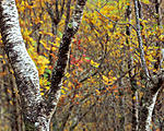 Click image for larger version. 

Name:	V birches Glen Etive.jpg 
Views:	122 
Size:	130.7 KB 
ID:	189148