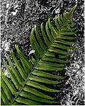 Click image for larger version. 

Name:	tn_4a Fern color contrast.jpg 
Views:	153 
Size:	160.0 KB 
ID:	106235