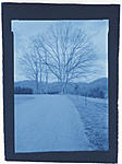Click image for larger version. 

Name:	blue tree 001.jpg 
Views:	70 
Size:	65.8 KB 
ID:	162461