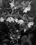 Click image for larger version. 

Name:	Lenton Roses-02-12- Sch210mm copy.jpg 
Views:	37 
Size:	74.1 KB 
ID:	68681