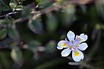 Click image for larger version. 

Name:	June flower-10.jpg 
Views:	22 
Size:	29.1 KB 
ID:	228344