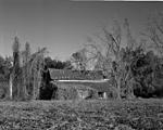 Winter Kudzu.jpg