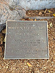 Click image for larger version. 

Name:	Moreton Bay Fig Tree - Orange 001.jpg 
Views:	34 
Size:	156.4 KB 
ID:	92937