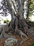 Click image for larger version. 

Name:	Moreton Bay Fig Tree - Orange 004.jpg 
Views:	51 
Size:	130.3 KB 
ID:	92938