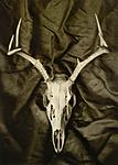 Click image for larger version. 

Name:	Deer Skull (forte).jpg 
Views:	58 
Size:	49.6 KB 
ID:	174681