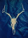 Click image for larger version. 

Name:	Deer Skull (c-type).jpg 
Views:	62 
Size:	47.6 KB 
ID:	174682