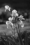 Click image for larger version. 

Name:	Flowers of March_K, B&W.jpg 
Views:	24 
Size:	29.3 KB 
ID:	213570