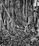 Click image for larger version. 

Name:	banyan trees.jpg 
Views:	133 
Size:	111.8 KB 
ID:	143884