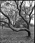 Click image for larger version. 

Name:	Cape Cod-Hyannis Beach-trees 2017-11 small.jpg 
Views:	92 
Size:	167.6 KB 
ID:	172375