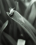 Click image for larger version. 

Name:	img108 snail cropped.jpg 
Views:	110 
Size:	36.3 KB 
ID:	218025