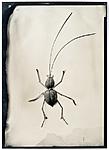 Click image for larger version. 

Name:	Insect-small.jpg 
Views:	45 
Size:	87.5 KB 
ID:	222131