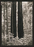 Two redwoods.jpg