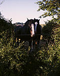 Click image for larger version. 

Name:	Shire Horses 1 small.jpg 
Views:	75 
Size:	128.7 KB 
ID:	204656