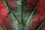 Click image for larger version. 

Name:	Changing Leaf Veins.jpg 
Views:	41 
Size:	123.7 KB 
ID:	213612