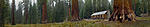 Click image for larger version. 

Name:	Maraposa big trees test.jpg 
Views:	174 
Size:	32.8 KB 
ID:	240363