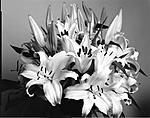 Click image for larger version. 

Name:	flowers 4x5001.jpg 
Views:	82 
Size:	54.4 KB 
ID:	125709