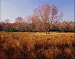 Click image for larger version. 

Name:	Spring Maple In Fallow Field - Sourlands 2400 dpi 1ms_00001RPF4521DS.jpg 
Views:	96 
Size:	98.8 KB 
ID:	211701