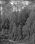 Click image for larger version. 

Name:	Podocarpus, Errinundra306 copy LFPF.jpg 
Views:	88 
Size:	200.3 KB 
ID:	201204