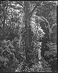 Click image for larger version. 

Name:	Clematis and Manna Gum309 copy 2 LFPF.jpg 
Views:	77 
Size:	176.3 KB 
ID:	201207