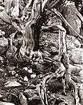 Click image for larger version. 

Name:	Mt Evans Bristlecone Fallen Branch.jpg 
Views:	72 
Size:	157.6 KB 
ID:	218027