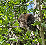 Click image for larger version. 

Name:	Porcupine 01 9-23.jpg 
Views:	40 
Size:	207.4 KB 
ID:	242059