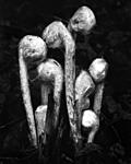 Click image for larger version. 

Name:	Ferns4x5FP4+wip.jpg 
Views:	81 
Size:	45.5 KB 
ID:	151275