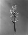 Click image for larger version. 

Name:	tuberose.jpg 
Views:	67 
Size:	171.9 KB 
ID:	133640