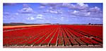 tulpen-panorama-011-met-kader.jpg
