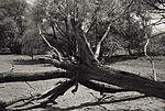 Fallen Tree-PS.jpg
