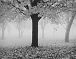 Maple Tree & Fog.jpg